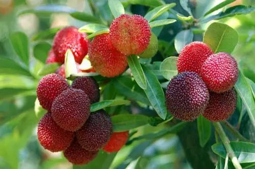 龍臺(tái)山生態(tài)園楊梅成熟，邀您共享采摘樂趣